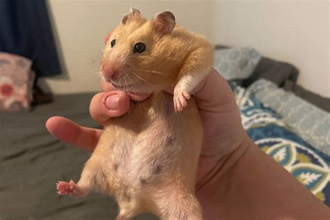 hamster nipples|How to Know when Your Hamster Is Pregnant (with Pictures)